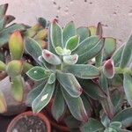 Echeveria coccinea List