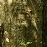 Virola michelii Corteza
