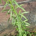 Erigeron canadensis Hoja