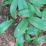 Clintonia borealis Liść