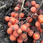 Sorbus aucuparia Fruit