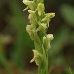 Platanthera hyperborea Floare