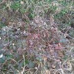 Rubus sulcatus Habit