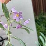 Solanum glaucophyllum Квітка