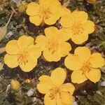 Helianthemum canum