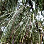 Casuarina equisetifolia برگ