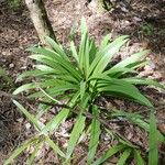 Hymenocallis occidentalis Hábito