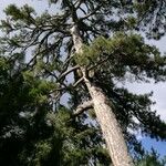 Pinus nigra പുറംതൊലി