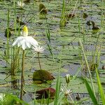 Nymphaea lotus Blodyn