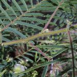 Acacia angustissima Hoja