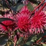 Hakea laurina Λουλούδι