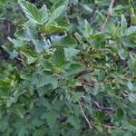 Ribes magellanicum Hoja