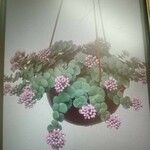 Sedum sieboldii Hoja