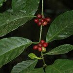 Coffea canephora Fruit