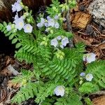 Polemonium pulcherrimum Blomma