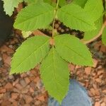 Tecoma stans Leaf