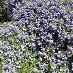 Ceanothus thyrsiflorus Habit
