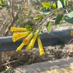 Nicotiana glauca Flower