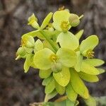 Euphorbia regis-jubae Flor