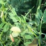 Vicia hybrida Kukka