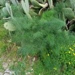 Ferula communis Blad