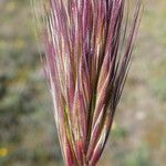 Bromus rubens Flower