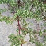 Artemisia campestris Bark