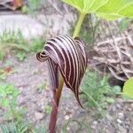 Arisaema fargesii Fula