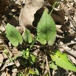 Symphyotrichum cordifolium Листок