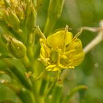 Oenothera deflexa