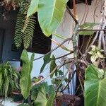 Philodendron erubescens Blad