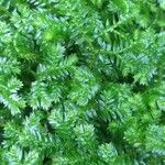 Selaginella stenophylla Лист