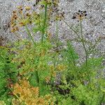 Oenanthe crocata 花