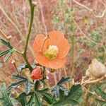 Sphaeralcea coccinea 花