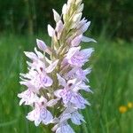 Dactylorhiza maculataFlower