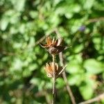 Elephantopus mollis Fruit