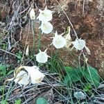 Narcissus cantabricus Kvet