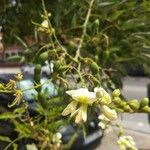 Styphnolobium japonicum Blomst