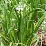 Allium triquetrum Hàbitat