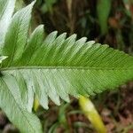 Diplazium proliferum Leaf