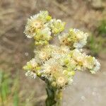 Pseudognaphalium gaudichaudianum Flower