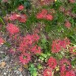 Lycoris radiata Floro