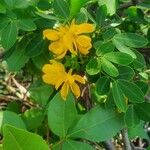 Senna bicapsularis Blatt