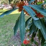 Alloxylon flammeum Leaf