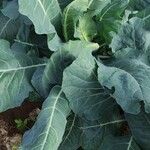 Brassica oleraceaপাতা