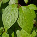 Cornus sericea Φύλλο