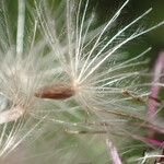 Cirsium monspessulanum फल