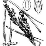 Juncus subulatus Mosusu