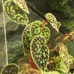 Begonia chlorosticta 整株植物