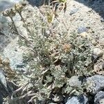 Artemisia glacialis Celota